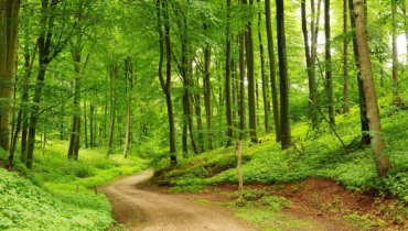 Lucratori calificati în agricultură silvicultură și pescuit