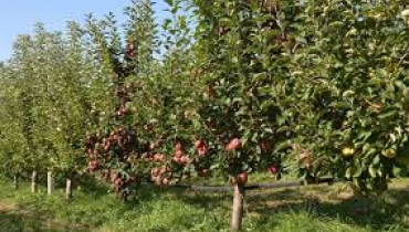 Lucratori calificati în agricultură silvicultură și pescuit